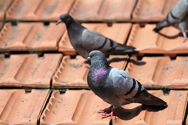 Bird and bat control