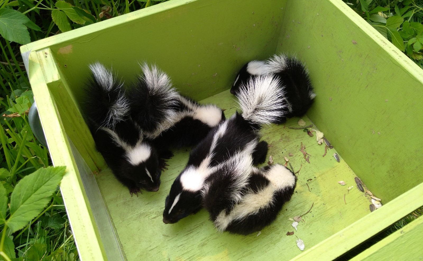 Skunk removal