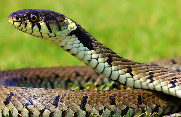 Snake control