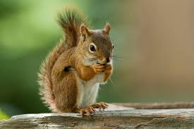 Squirrel removal attic Orleans LA